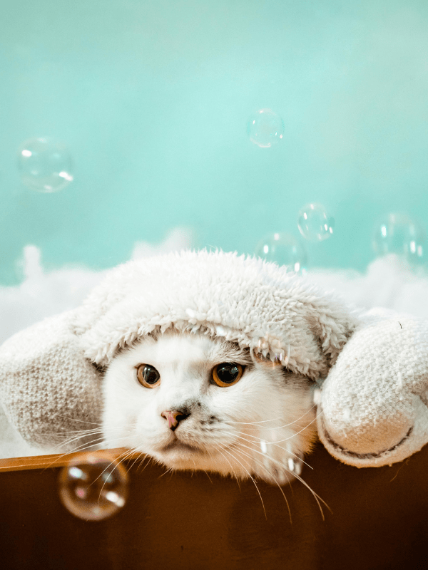 Home 20 Everyday pet products for dogs, cats, and more.